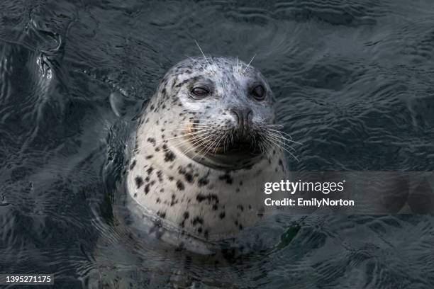 harbor seal - knubbsäl bildbanksfoton och bilder