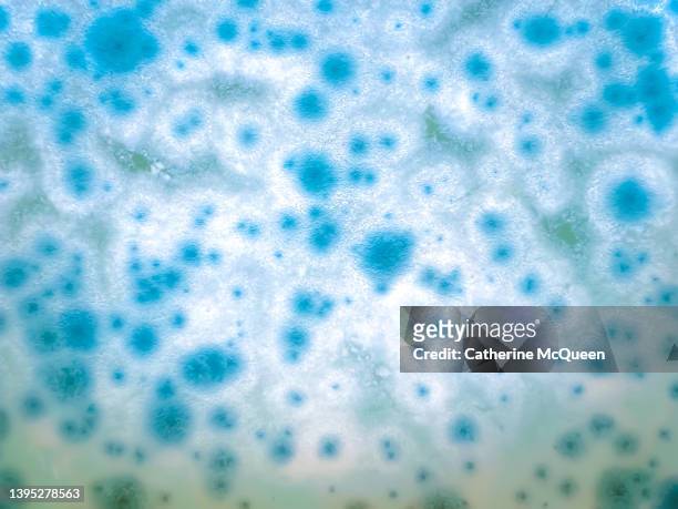 full frame of mold growth - bacteria cell stock-fotos und bilder