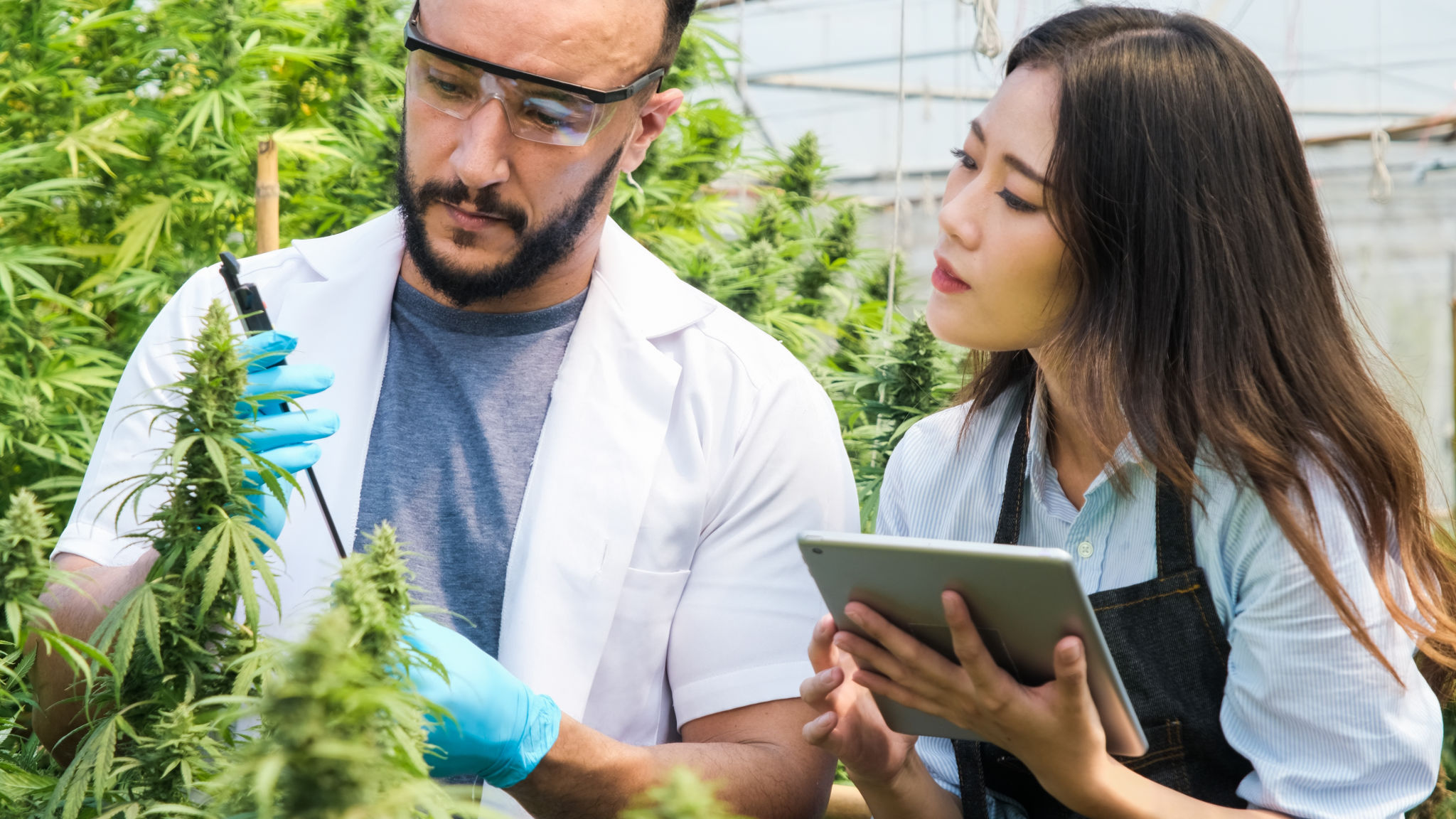 diverse cannabis strains