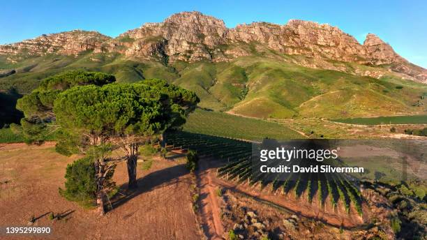 An evening aerial view of the five large stone pine trees standing sentinel over the Five Soldiers vineyards during harvest season on the Rustenberg...