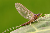 Adult Mayfly (Female) Olive Dun – Baetis tenax