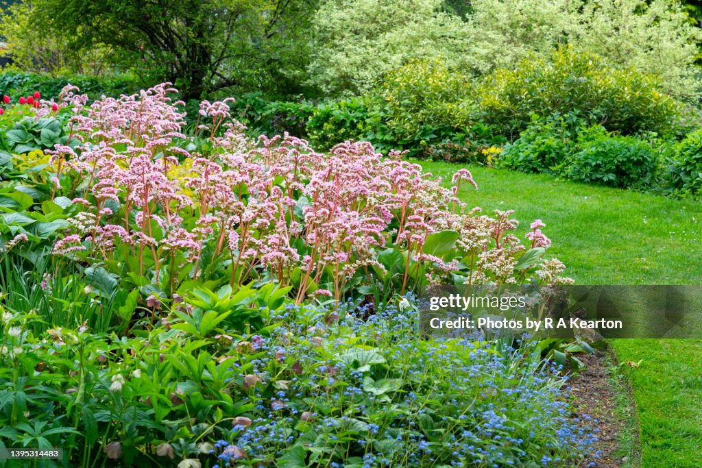 Bergenia Cordifolia (Elephant's Ears) flowering in a spring garden