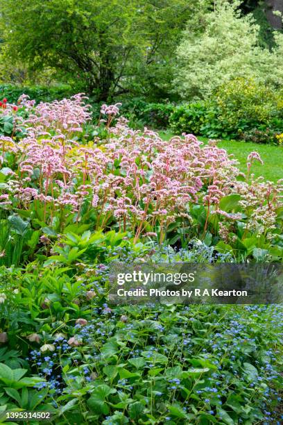 Bergenia Cordifolia Flowering In A Spring Garden, Stockfoto