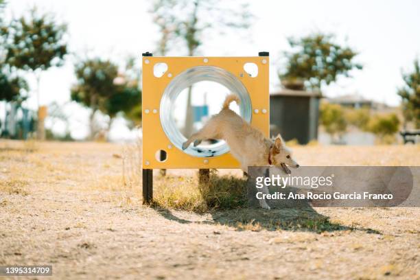 dog training in the park - dog agility imagens e fotografias de stock