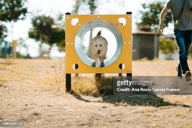 dog training in the park - agility fotografías e imágenes de stock