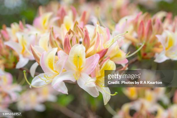 deciduous azalea flowering in a spring garden - azalea foto e immagini stock
