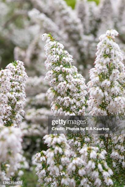 erica arborea (tree heather) flowering in spring - erica flower stock pictures, royalty-free photos & images