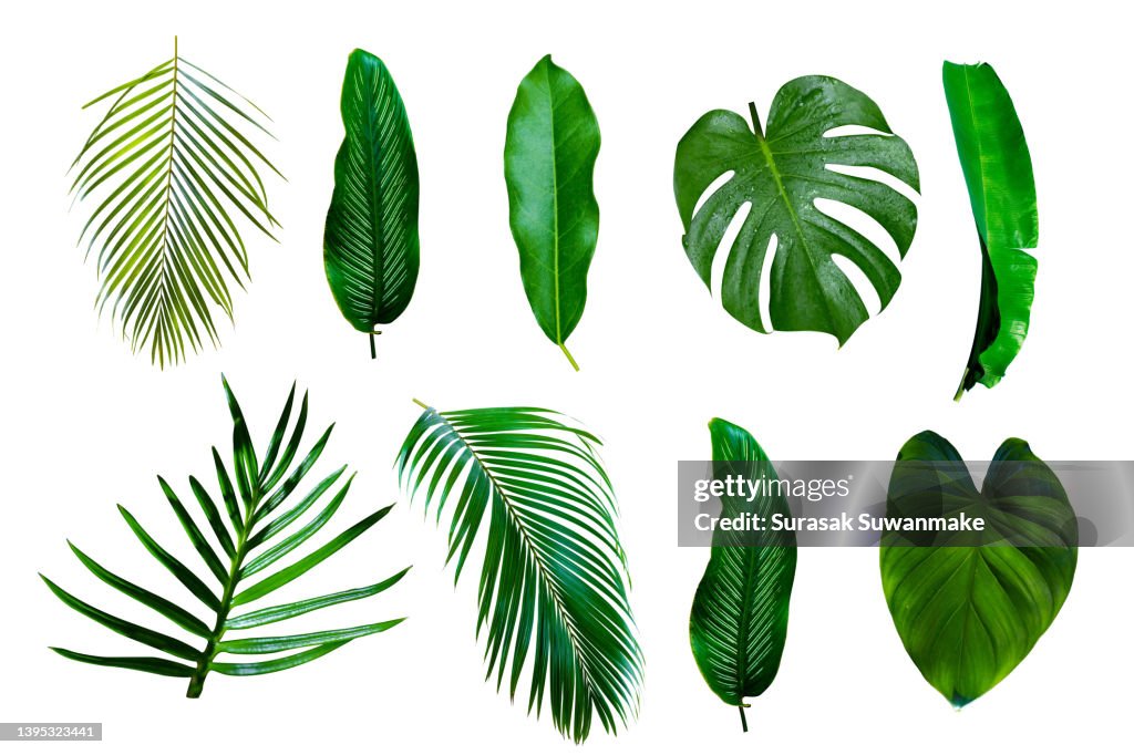 Green leaves isolated on white background
