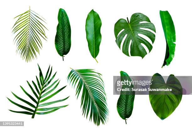 green leaves isolated on white background - tropical climate stock pictures, royalty-free photos & images