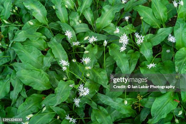 littlebourne, kent, england, uk. 19 april 2022. wild garlic detail - april stock pictures, royalty-free photos & images