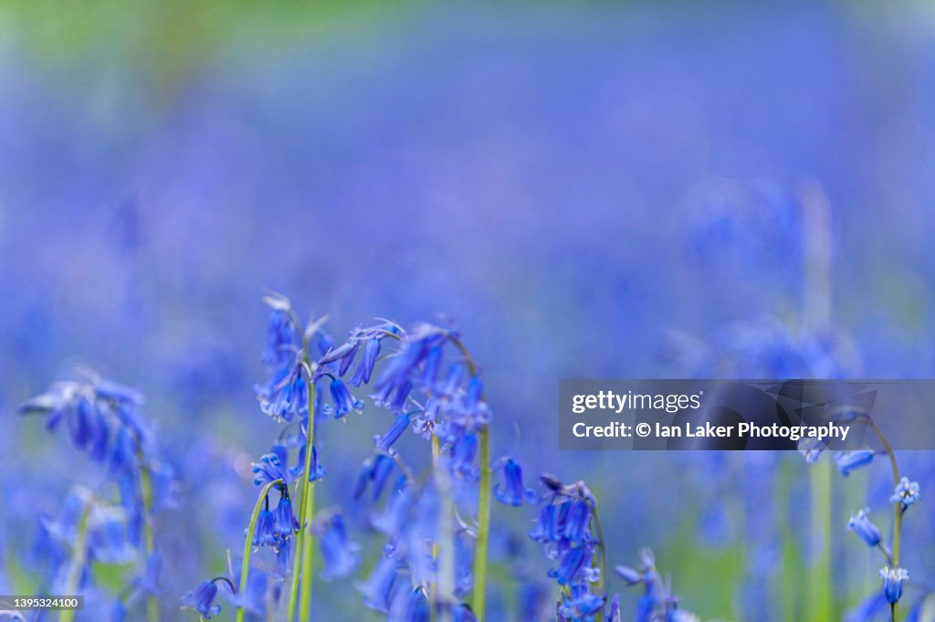 Bishopsbourne, Kent, England, UK. 30 April 2022. Close-up of common bluebells.