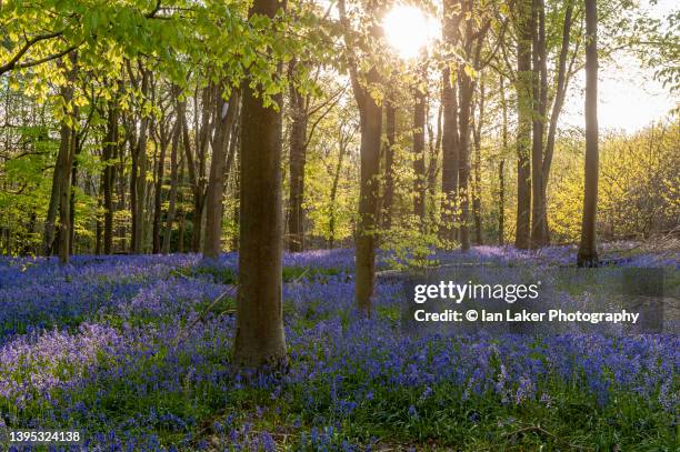 bishopsbourne, kent, england, uk. 30 april 2022. common bluebells and mature beech trees. - waldlichtung stock-fotos und bilder