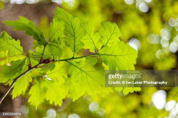 bishopsbourne, kent, england, uk. 3 may 2022. detail of oak leaf spring growth. - english oak stock pictures, royalty-free photos & images
