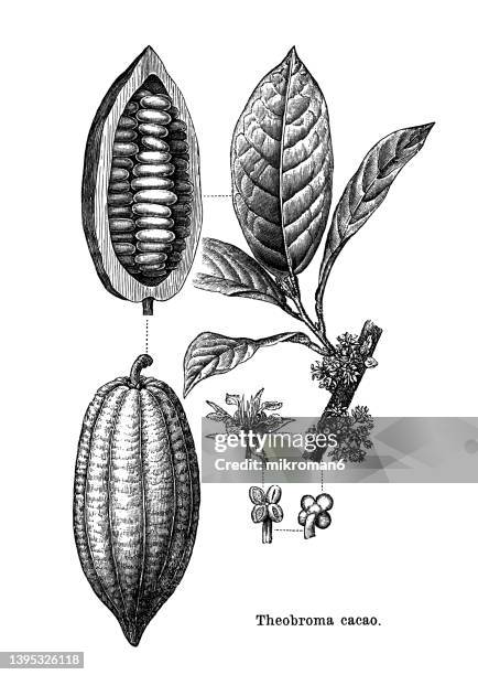 old engraved illustration of the cacao tree, the cocoa tree (theobroma cacao) - cocoa plant stock pictures, royalty-free photos & images