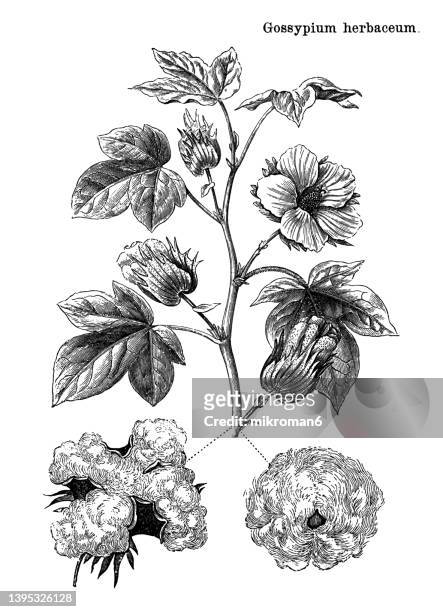 old engraved illustration of a levant cotton (gossypium herbaceum) - gossypium herbaceum stock pictures, royalty-free photos & images