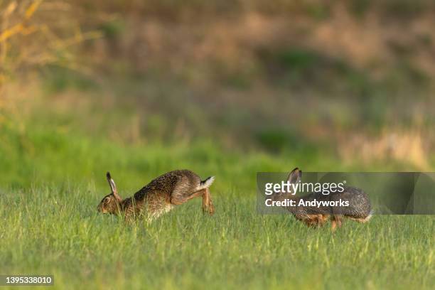 dos liebres marrones corriendo - rabbit fotografías e imágenes de stock