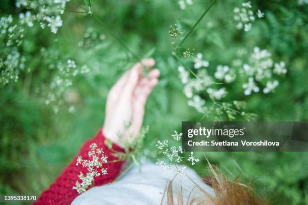 close-up woman hand holding white wild flower in a field of white flowers. - belarus nature stock pictures, royalty-free photos & images