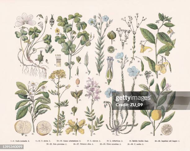 flowering plants (rosids), hand-colored wood engraving, published in 1887 - ruta graveolens stock illustrations
