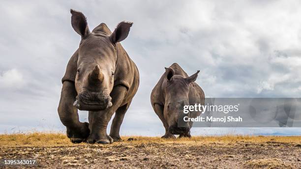 white rhino with young grazing in laikipia savanna. - threatened species stock-fotos und bilder