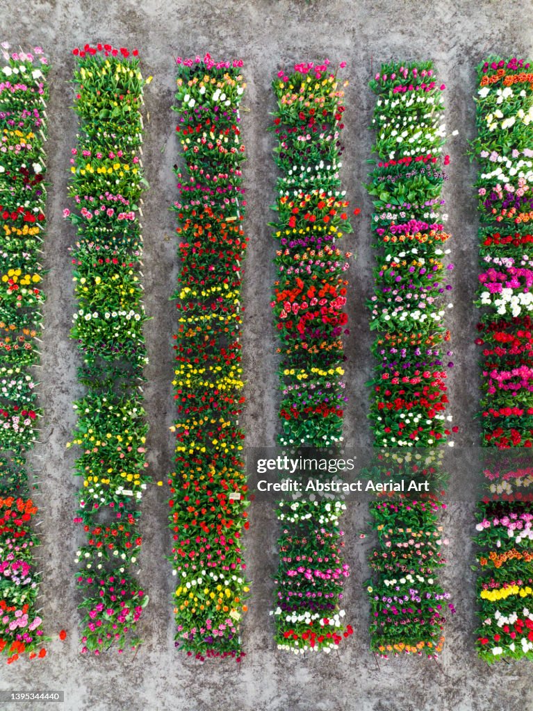 Tulip flowerbeds photographed from directly above, Lisse, Netherlands