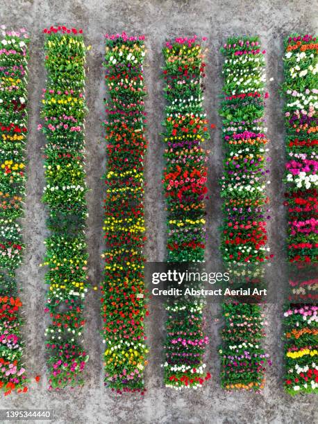 tulip flowerbeds photographed from directly above, lisse, netherlands - flower close up stock pictures, royalty-free photos & images