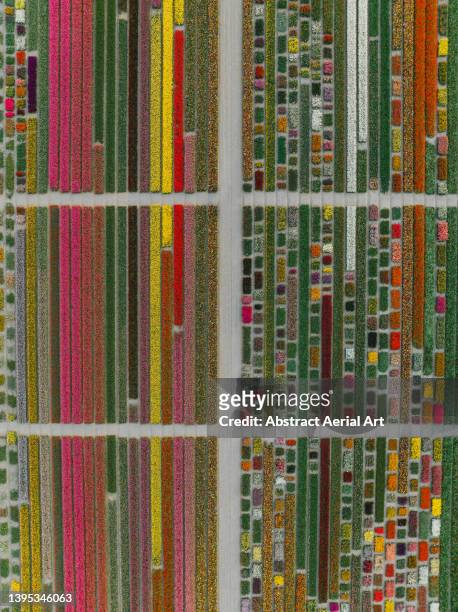drone shot looking down on pathways between rows of tulips, lisse, netherlands - multiple paths stock pictures, royalty-free photos & images