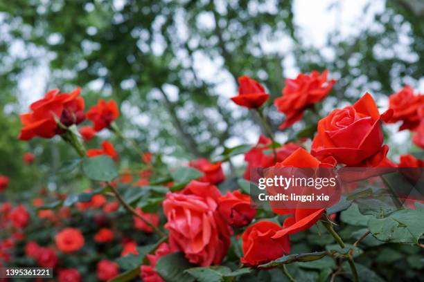 flakes of red roses - green which rose stock-fotos und bilder