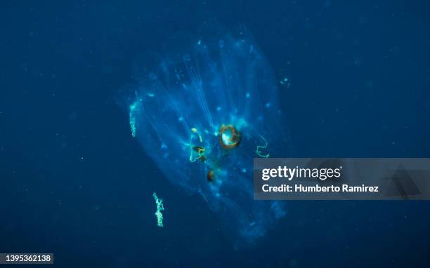 comb jelly. - comb jelly stock pictures, royalty-free photos & images