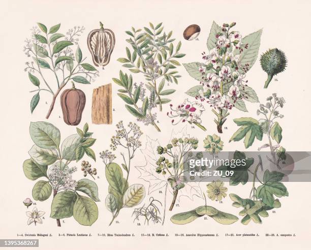 blütenpflanzen (rosiden), handkolorierter holzstich, erschienen 1887 - maroni stock-grafiken, -clipart, -cartoons und -symbole