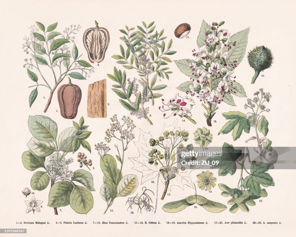 Flowering plants (Rosids), hand-colored wood engraving, published in 1887