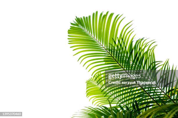 palm leaves, foliage in tropical rainforest on white isolate background - coconut isolated stock-fotos und bilder