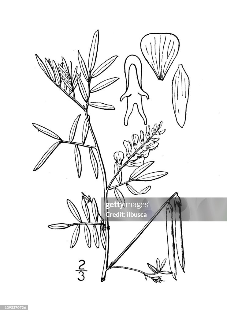 Antique botany plant illustration: Indigofera leptosepala, Wild indigo plant