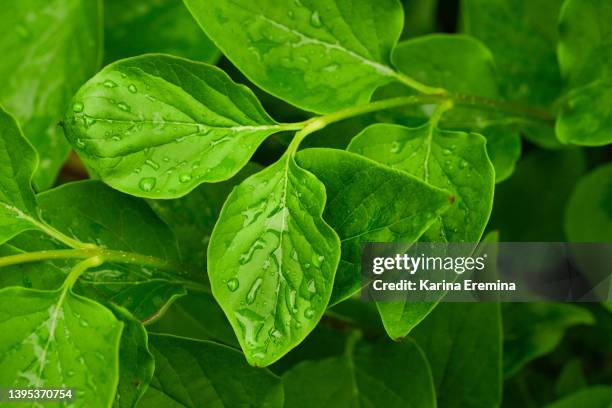 first-spring-leaves-flowers - dandelion leaf stock pictures, royalty-free photos & images