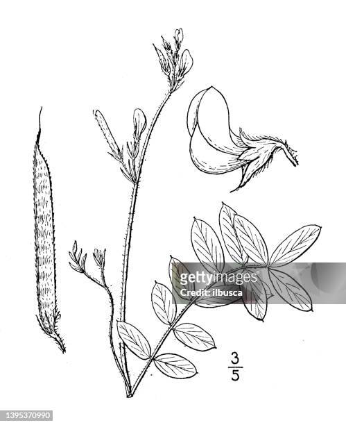 antike botanische pflanzenillustration: cracca spicata, frei blühende ziegenraute - goat rots stock-grafiken, -clipart, -cartoons und -symbole