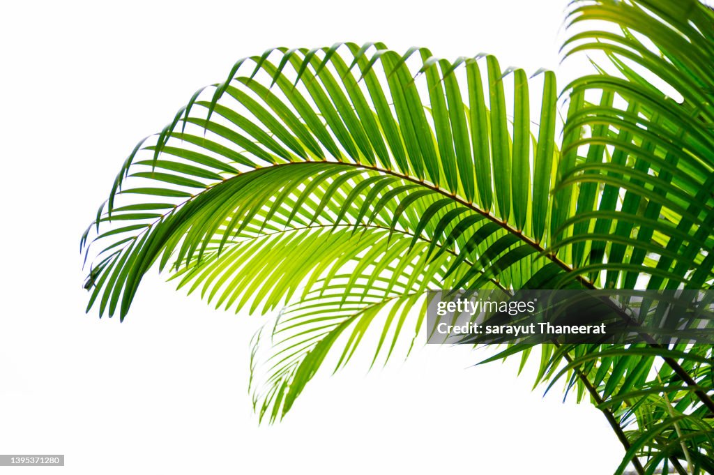 Palm leaves, foliage in tropical rainforest on white isolate background