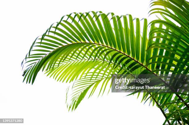 palm leaves, foliage in tropical rainforest on white isolate background - plante tropicale photos et images de collection
