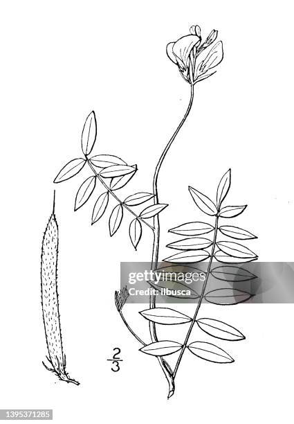 antike botanische pflanzenillustration: cracca hispidula, few flowered goat's rue - goat rots stock-grafiken, -clipart, -cartoons und -symbole