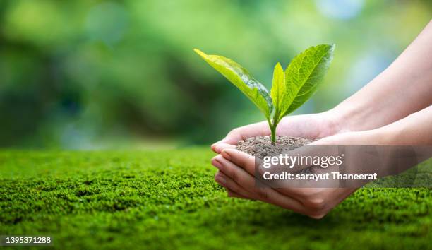 hand holding a heart tree environment earth day - world photography day stock-fotos und bilder