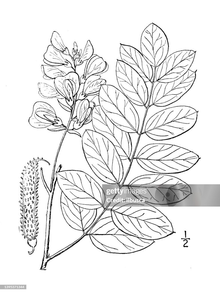 Antique botany plant illustration: Robinia viscosa, Clammy Locust