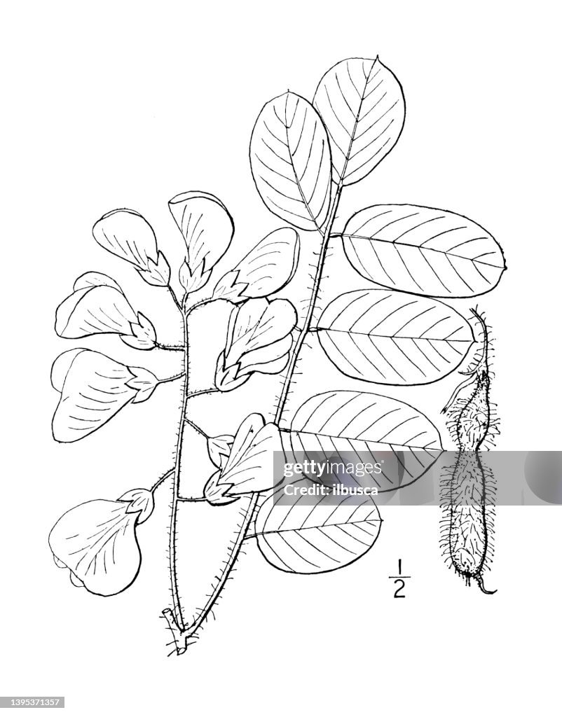 Antique botany plant illustration: Robinia hispida, Rose Acacia, Moss locust