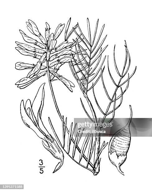 antique botany plant illustration: astragalus pectinatus, narrow leaved milk vetch - tapered roots stock illustrations