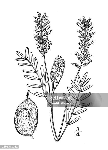 antike botanische pflanzenillustration: astragalus elegans, hübsche milchwicke - elegans stock-grafiken, -clipart, -cartoons und -symbole