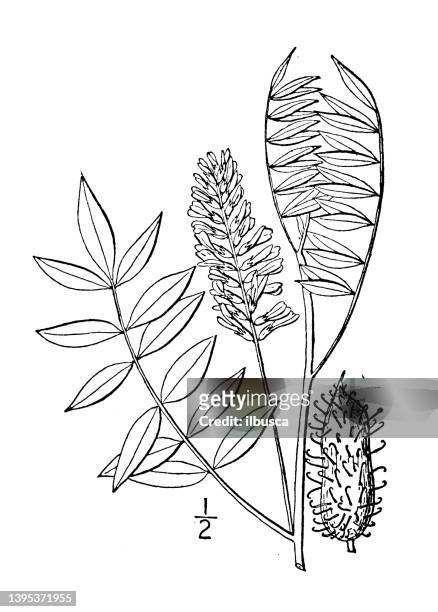 antique botany plant illustration: glycyrrhiza lepidota, wild licorice - licorice flower stock illustrations