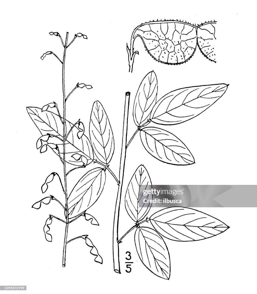 Antique botany plant illustration: Meibomia rigida, Rigid Tick trefoil