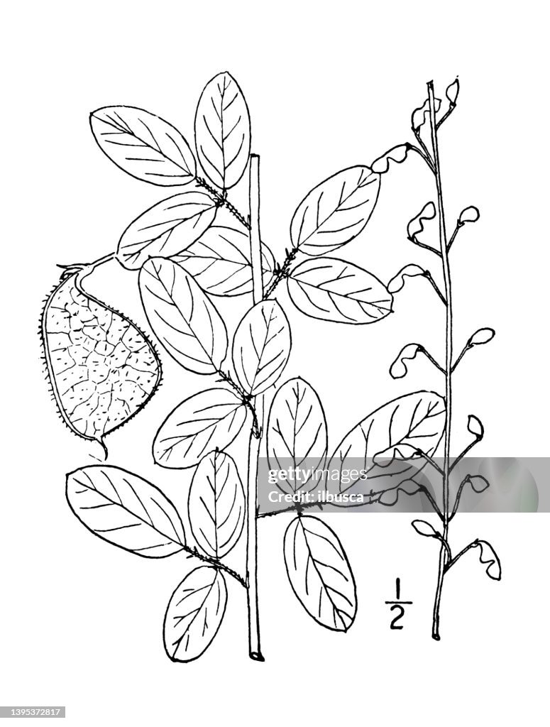 Antique botany plant illustration: Meibomia obtusa, Hairy small leaved Tick trefoil