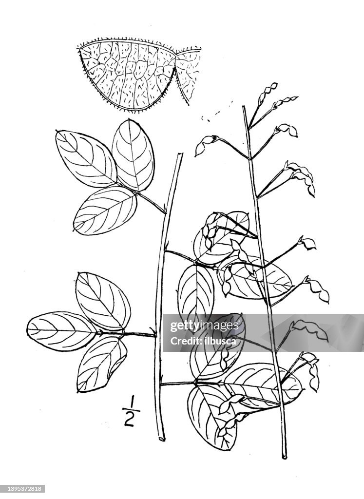 Antique botany plant illustration: Meibomia Marylandica, Smooth small leaved Tick trefoil
