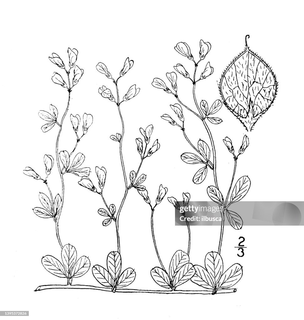Antique botany plant illustration: Lespedeza repens, Creeping bush clover
