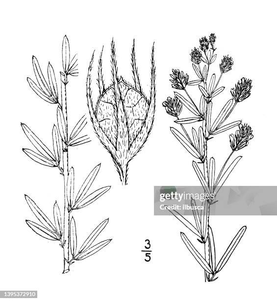 antique botany plant illustration: lespedeza angustifolia, narrow leaved bush clover - tapered roots stock illustrations