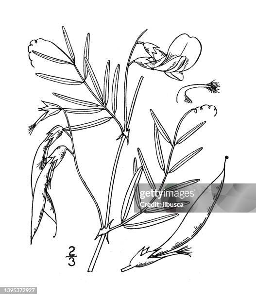 antique botany plant illustration: vicia linearis, narrow leaved american vetch - tapered roots stock illustrations