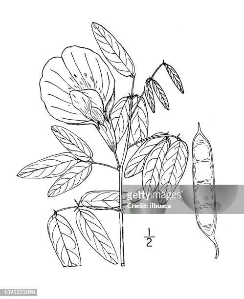 ilustraciones, imágenes clip art, dibujos animados e iconos de stock de ilustración de plantas botánicas antiguas: clitoria mariana, guisante mariposa - clitoria